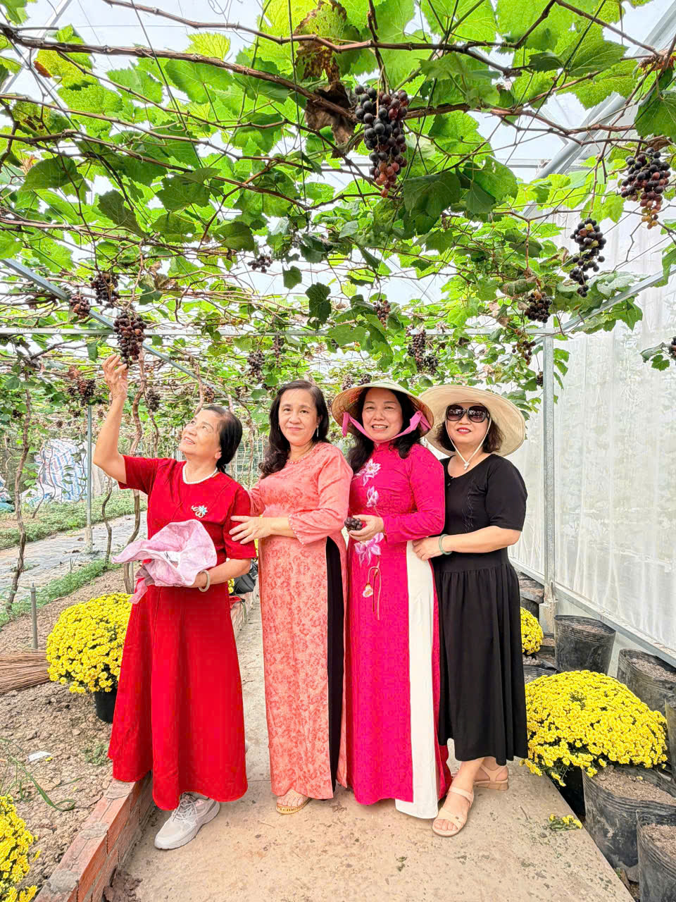 cu lao an binh cu lao an binh