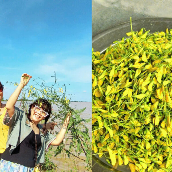 Tour Mùa Nước Nổi - Sao Biển Tourist