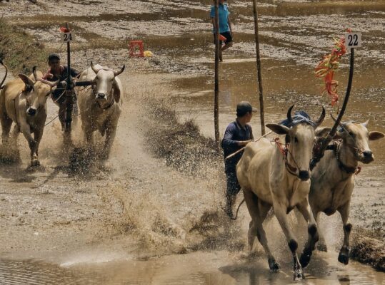 Tour Lễ Hội Đua Bò Bảy Núi An Giang 2026 - Sao Bien Tourist